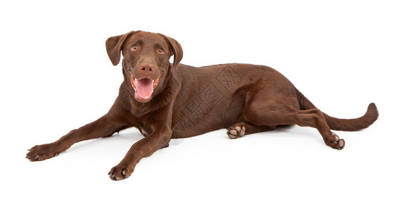 一只可爱的棕色拉布多小狗图片