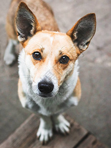 可爱的小狗询问地看着相机柯基犬图片