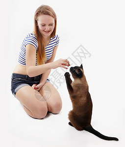 暹罗猫坐起来乞求女孩请客图片