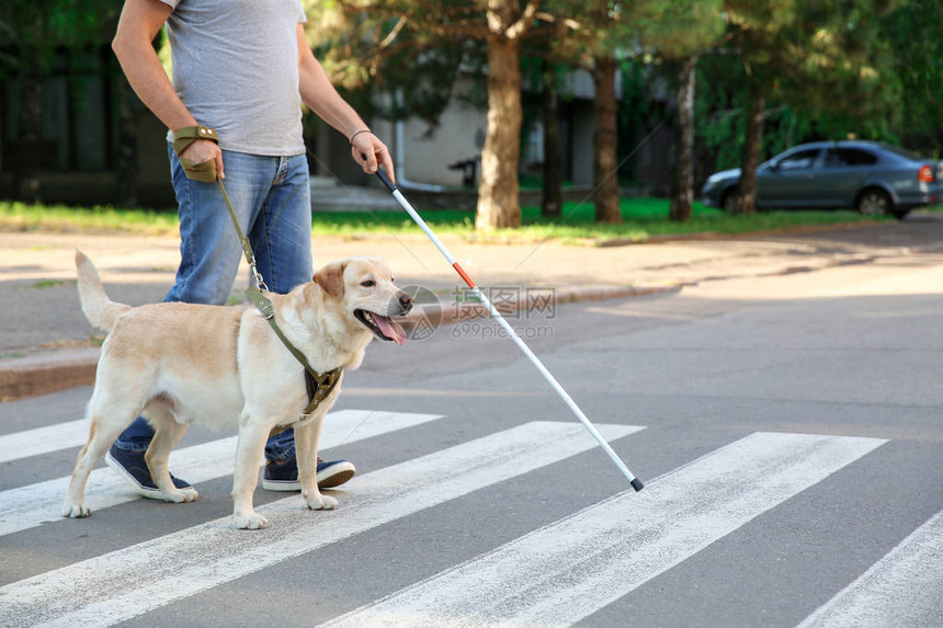 带导盲犬过马路的盲人成年男子图片