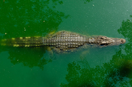 鳄鱼从顶部漂浮在水景中图片