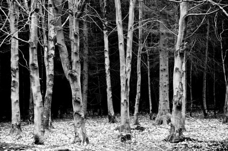 在黑暗背景下用黑色和白色高对比度的树干黑白图片