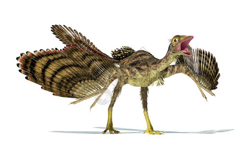 突击始祖鸟恐龙的逼真和科学正确的表示动态视图在上设计图片