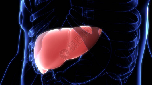 人体器官肝脏解剖3D图片