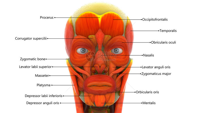 人脸肌肉的3D插图图片