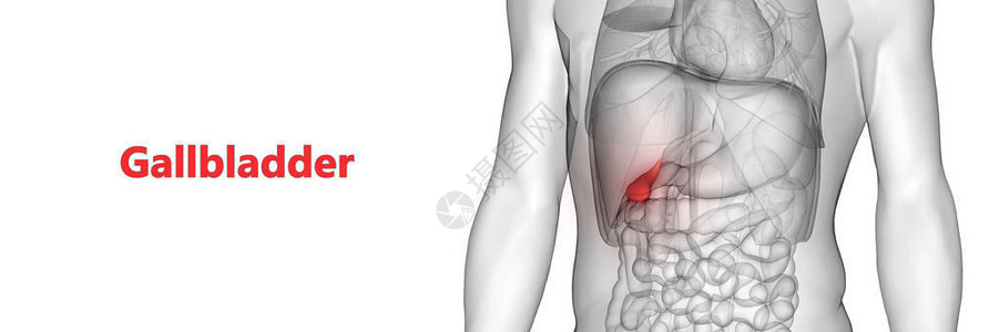 人体器官解剖Gallbladd图片
