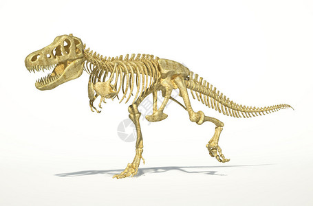 TRex恐龙的完整骨架图片