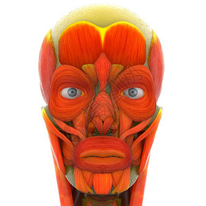 人脸肌肉的3D插图图片