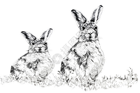 一只雌和雄兔子坐在一起图片