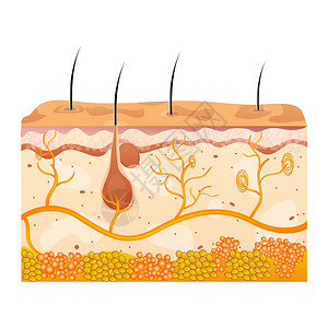 上的皮肤细胞插图图片