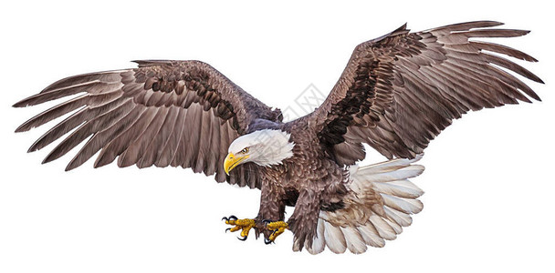 白背景插图上有秃鹰飞翔的手绘背景图片