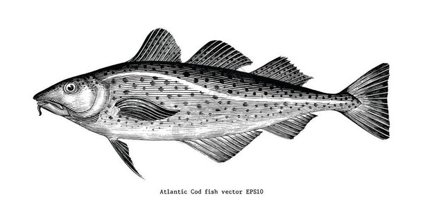 大西洋鳕鱼手绘老旧雕刻图示背景图片