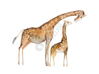 长颈鹿妈和宝的水彩插图图片