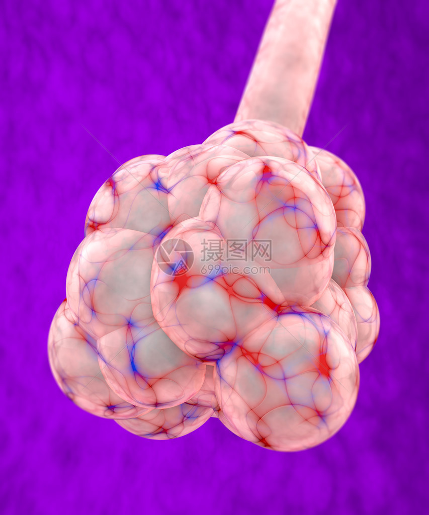 3d紫色底的肺动图片