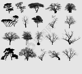 选择树图片