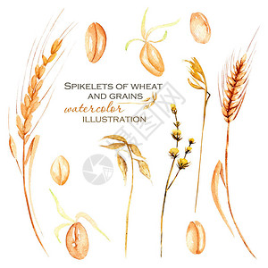 用水彩小麦粉小麦粒和干鲜花收集插图插画