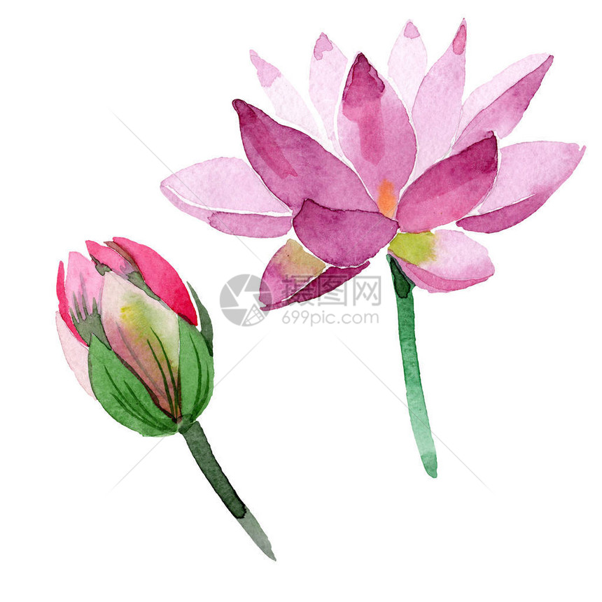 美丽的紫色莲花上白色孤立水彩背景插图水彩画时尚水彩画孤立图片