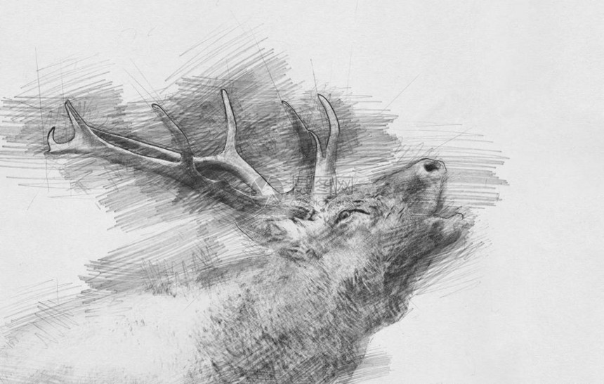 鹿黑白素描用铅笔图片