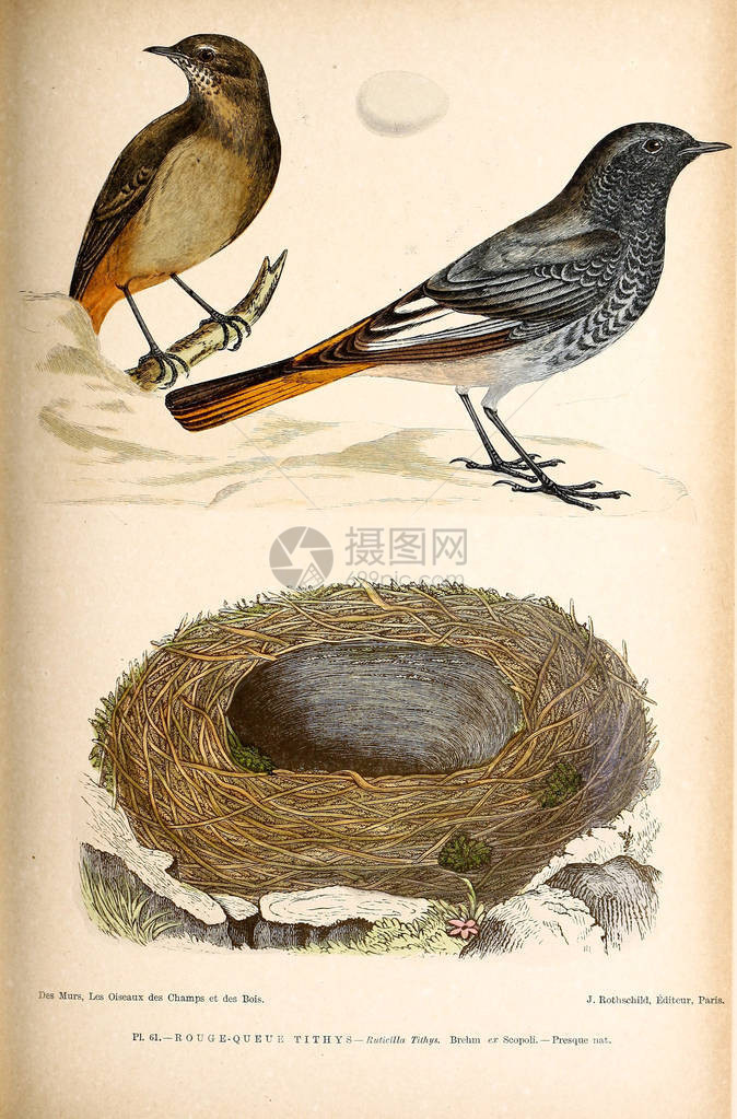 鸟的插图不列颠群岛鸟类的彩色图片