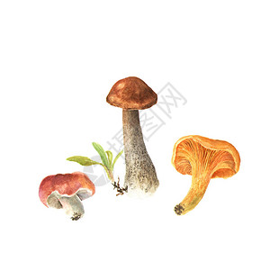 蘑菇的水彩插图棕色帽牛肝菌蘑菇鸡油菌白色背景上的红菇图片