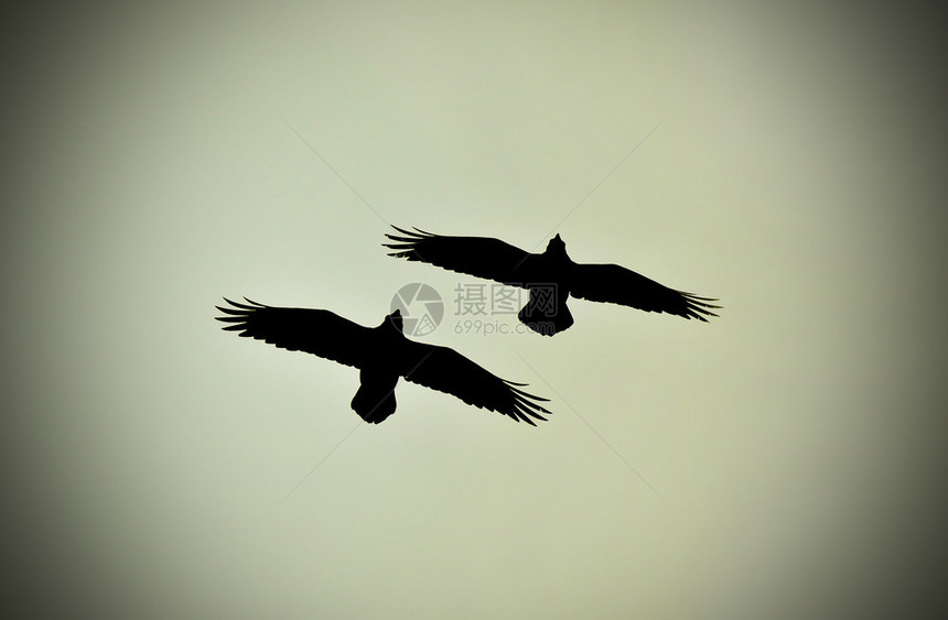两只乌鸦飞翔的剪影图片