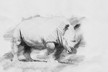 Rhino用铅笔图片