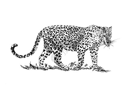 豹纹手绘插画原件无描摹高清图片