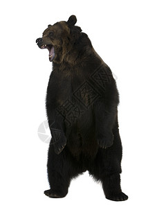 灰熊10岁在白色背景下直立背景图片