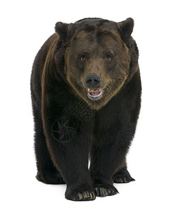 西伯利亚布朗熊12岁图片