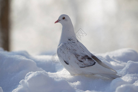 白雪上的白鸽图片