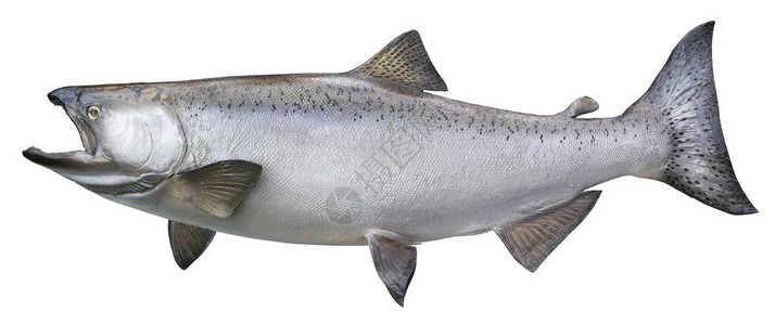 一只大阿拉斯加鲑鱼或三文鱼王在剖面视图中以背景图片