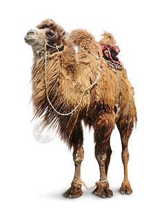 Bactrian骆驼骑图片