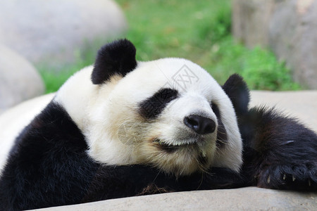 睡觉熊猫图片