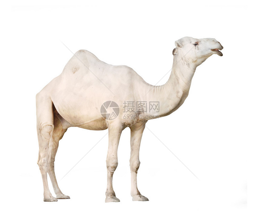 阿拉伯骆驼或DromedaryCamelusdroomedarius在白色图片