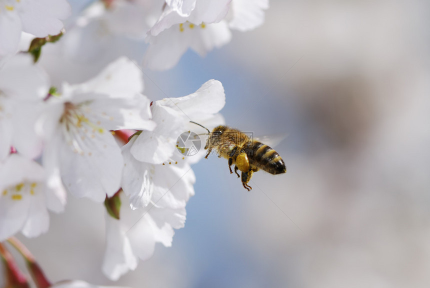 飞行的蜜蜂在樱花上采集花粉图片