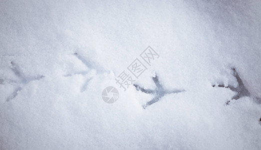 雪地里的鸟脚印图片