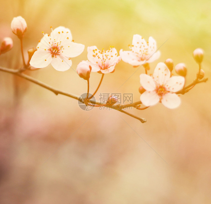 落日下的樱花花枝图片