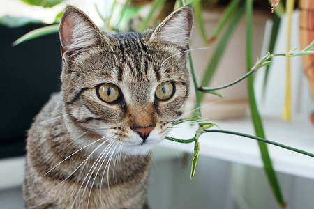 带着好奇表情的猫图片