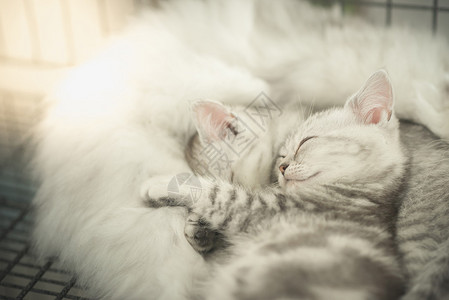 可爱的虎斑小猫和妈睡觉图片