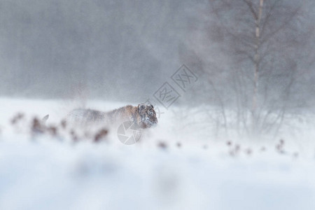 大猫西伯利亚虎Pantheratigrisaltaica在暴风雪中行走在深雪中的艺术照片寒风凛冽背景