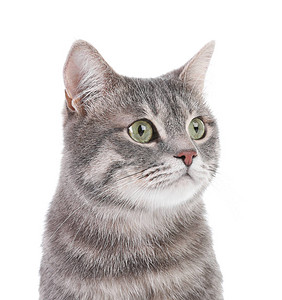 白色背景的灰色小猫咪肖像图片