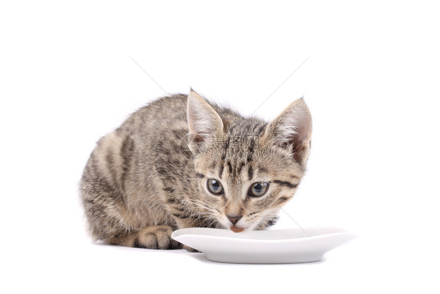 小猫吃小猫有食物图片