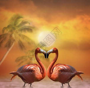 夕阳下的两只粉红火烈鸟图片