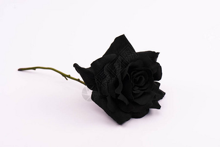 黑色和盛开的玫瑰白色图片