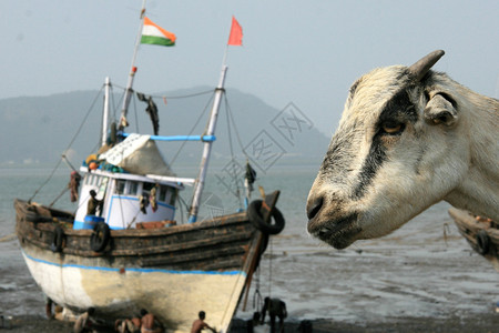 渔船印度孟买邦图片