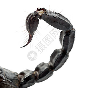 天蝎皇天蝎潘迪努斯断头机紧尾巴背景图片