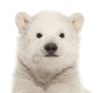 北极熊幼图片