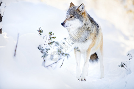一头雪狼站在树林里寒冷而美丽的冬日图片素材
