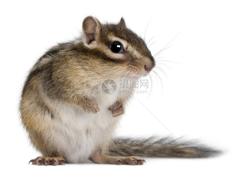 西伯利亚花栗鼠EuamiasSibiricus图片