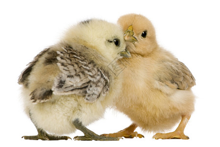两只小鸡站在白色背景前站在图片